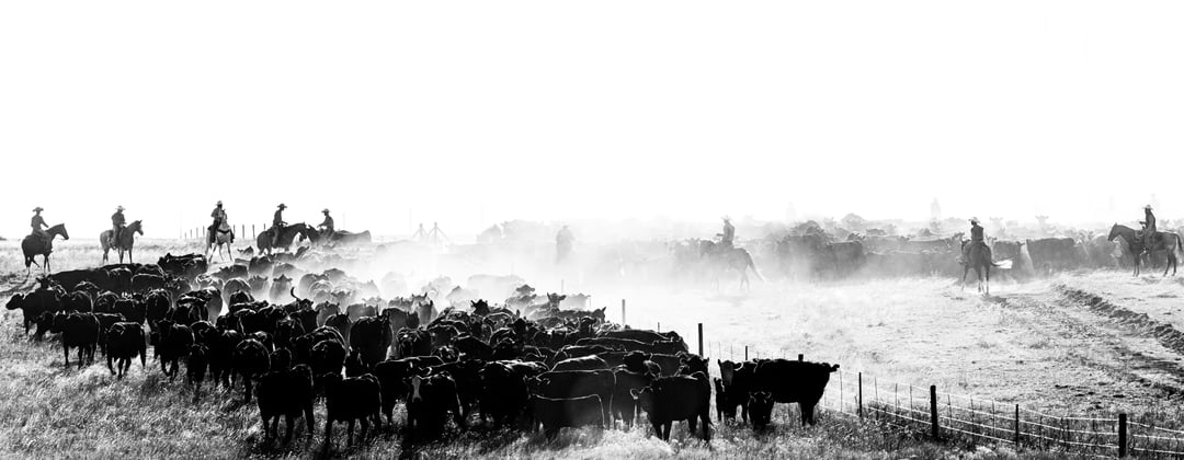 A black and white photo of the four sixes ranch with ranchers herding cattle.